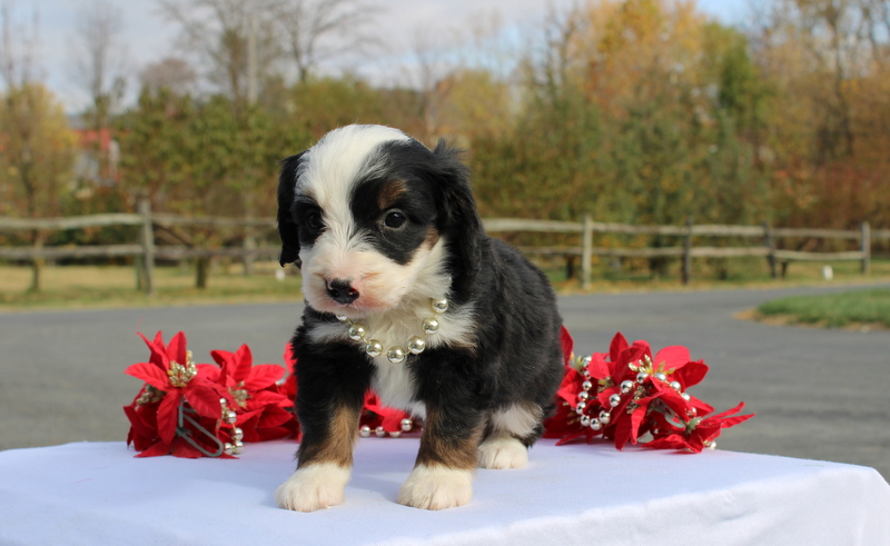 puppy, for, sale, Mini Bernedoodle F2, Matthew B. Stoltzfus, dog, breeder, Gap, PA, dog-breeder, puppy-for-sale, forsale, nearby, find, puppyfind, locator, puppylocator, aca